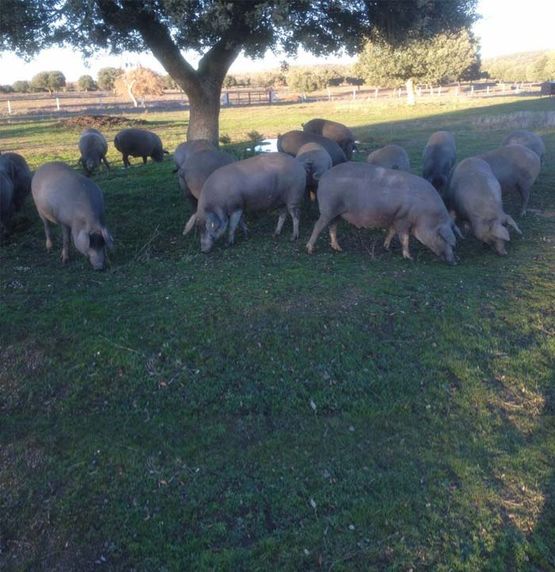 Piensos Santa Elena raciones para vacunos y porcinos